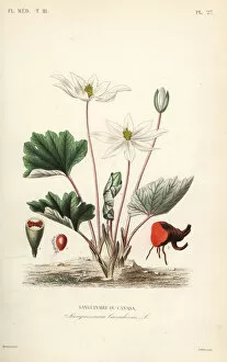 Bloodroot, Sanguinaria canadensis