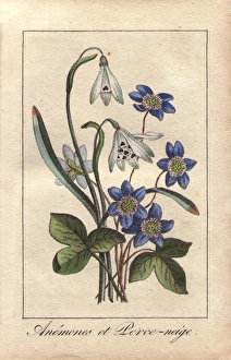Blue anemones and white snowdrops, Anemone Blue anemones and white snowdrops, Anemone
