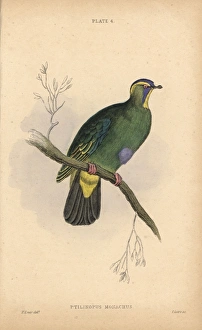Blue-capped fruit dove, Ptilinopus monacha, near threatened Blue-capped fruit dove, Ptilinopus monacha, near threatened