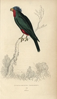 Blue crowned lorikeet, Vini australis Blue crowned lorikeet, Vini australis