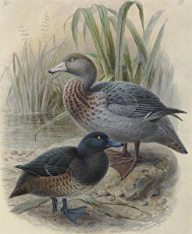 Blue Duck Whio & New Zealand Scaup Papango Blue Duck Whio & New Zealand Scaup Papango