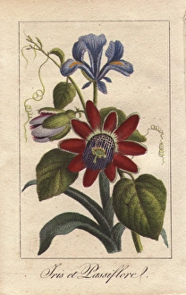 Blue iris and passionflower, Iris spuria Blue iris and passionflower, Iris spuria