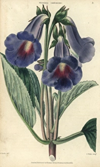 Blue and lilac flowered gloxinia, Gloxinia caulescens Blue and lilac flowered gloxinia, Gloxinia caulescens