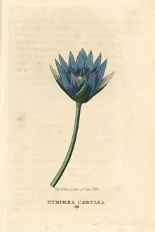 Nile Gallery: Blue lotus of the Nile, Nymphaea caerulea
