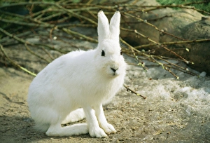 Blue / Mountain / Arctic / Siberian HARE - in Winter coat Blue / Mountain / Arctic / Siberian HARE - in Winter coat