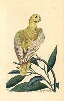 Blue parakeet, Psittacus pallidus, extinct Blue parakeet, Psittacus pallidus, extinct