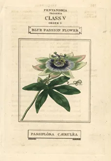 Blue passionflower, Passiflora caerulea Blue passionflower, Passiflora caerulea