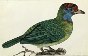 Blue-throated Barbet, Megalaima asiatica Blue-throated Barbet, Megalaima asiatica