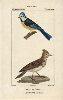 Blue tit, Parus caeruleus, and crested lark Blue tit, Parus caeruleus, and crested lark