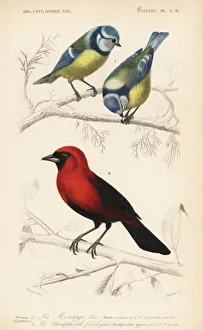 Blue tit, Parus coeruleus, and flamboyant Blue tit, Parus coeruleus, and flamboyant