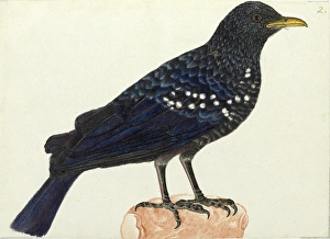 Blue whistling thrush, Myoponus caeruleus Blue whistling thrush, Myoponus caeruleus