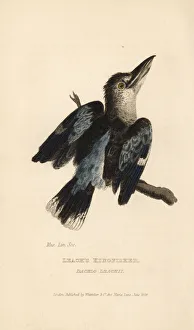 Blue-winged kookaburra, Dacelo leachii Blue-winged kookaburra, Dacelo leachii