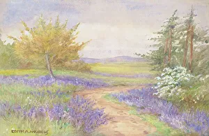 Bluebells Gallery: Bluebells, Sussex - Gardens