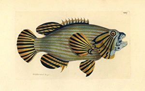 Bluelined hind or rockcod, Cephalopholis formosa Bluelined hind or rockcod, Cephalopholis formosa