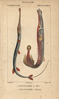 Bluespotted cornetfish, Fistularia tabacaria Bluespotted cornetfish, Fistularia tabacaria
