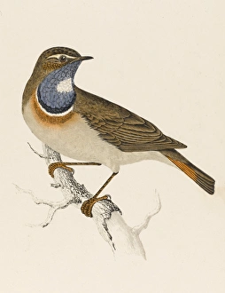 Bluethroat/Bluebreast Bluethroat/Bluebreast