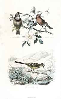 Bluethroat, robin and western yellow wagtail Bluethroat, robin and western yellow wagtail