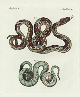 Boa constrictor and emerald tree boa, Corallus canina Boa constrictor and emerald tree boa, Corallus canina