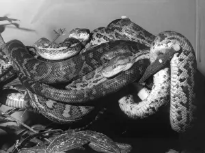 Carpet Python Prints: Haition Boas and Carpet Python Print, 1960s