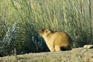 Bobak / Steppe Marmot - adult, ready for hibernation Bobak / Steppe Marmot - adult, ready for hibernation