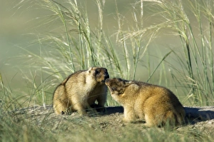 Bobak / Steppe Marmot - pair of adults - fattened Bobak / Steppe Marmot - pair of adults - fattened