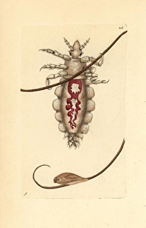 Body louse, Pediculus humanus Body louse, Pediculus humanus