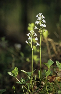 BOGBEAN / BUCKBEAN - Bog plant flowering in spring BOGBEAN / BUCKBEAN - Bog plant flowering in spring