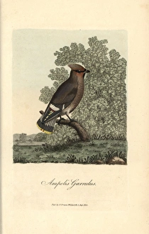 Bohemian chatterer, Ampelis garrulus, Bohemian Bohemian chatterer, Ampelis garrulus, Bohemian