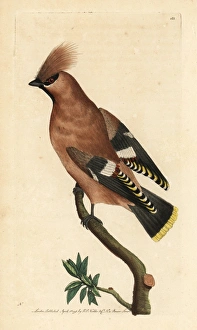 Bohemian waxwing, Bombycilla garrulus Bohemian waxwing, Bombycilla garrulus