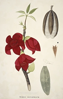 Bombax heptaphyllum, silk-cotton tree Bombax heptaphyllum, silk-cotton tree
