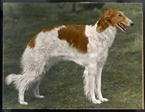 Breeds Gallery: Borzoi / Winjoneslebedisra
