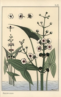 Botanical illustration of the arrowhead, Sagittaria Botanical illustration of the arrowhead, Sagittaria