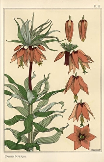 Botanical illustration of the crown imperial Botanical illustration of the crown imperial