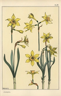 Botanical illustration of the jonquil, Narcissus Botanical illustration of the jonquil, Narcissus