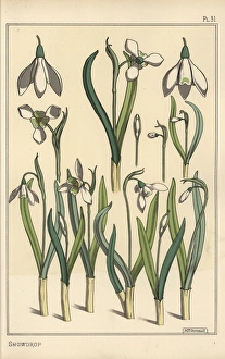 Botanical illustration of a snowdrop, Galanthus nivalis Botanical illustration of a snowdrop, Galanthus nivalis