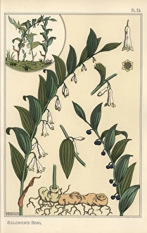 Botanical illustration of Solomons seal, Polygonatum Botanical illustration of Solomons seal, Polygonatum