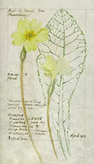 Botanical Sketchbook -- Primrose