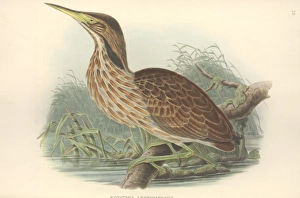 Botaurus lentiginosus, American bittern Botaurus lentiginosus, American bittern