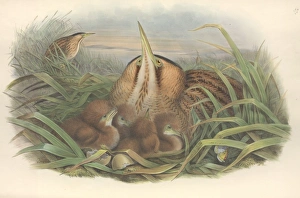 Botaurus stellaris, Eurasian bittern Botaurus stellaris, Eurasian bittern