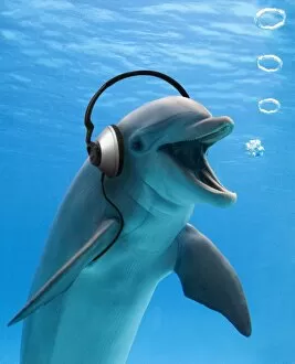 Images Dated 16th November 2005: Bottlenose Dolphin - listening to music with headphones