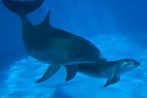 Bottlenose Dolphin - mother and newborn baby /