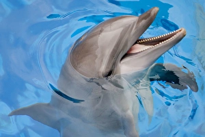 Expressions Gallery: Bottlenose Dolphin with mouth open