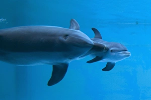 Bottlenose Dolphin - recently born calf swims with mother Bottlenose Dolphin - recently born calf swims with mother