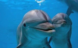 Bottlenose Dolphin - two swimming underwater Bottlenose Dolphin - two swimming underwater