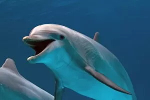 Images Dated 3rd November 2005: Bottlenose Dolphin - swimming underwater