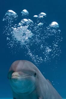 Images Dated 25th October 2005: Bottlenose Dolphin - swimming underwater - with water bubble