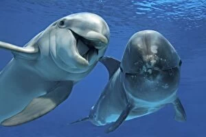 Bottlenose Dolphin (Tursiops truncatus) and Risso's