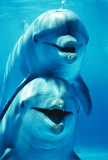 Expressions Gallery: Bottlenose DOLPHIN - two, facing, one on top of the other