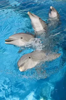 Images Dated 30th July 2006: Bottlenose Dolphins - 4 together with noses out of the water