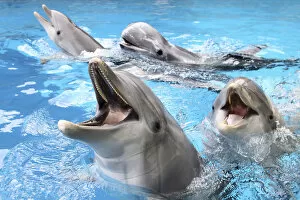 Images Dated 21st March 2010: Bottlenose Dolphins - with mouths open above surface